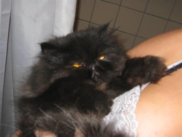 Perser Balou Bubbi (død) billede 2