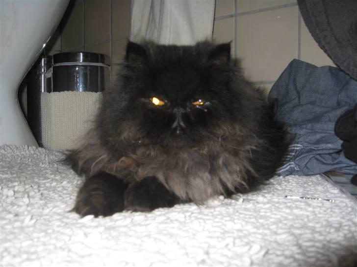 Perser Balou Bubbi (død) billede 3