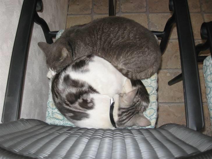 Blanding af racer luifax billede 10