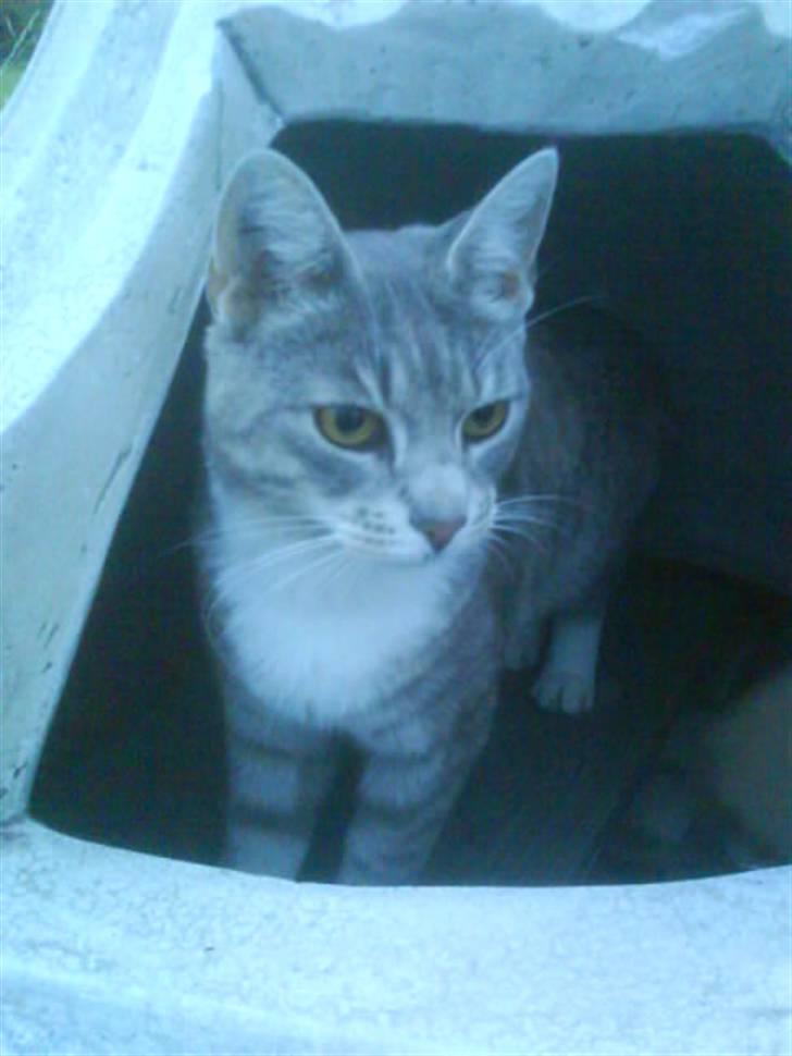 Huskat Mispigen billede 1