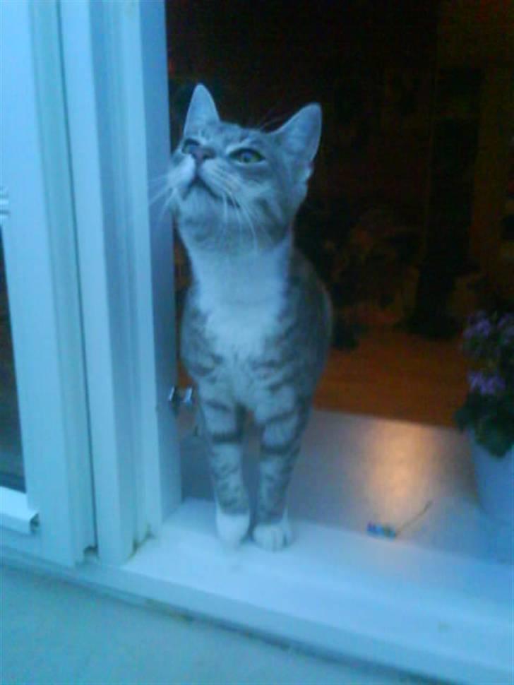 Huskat Mispigen billede 2