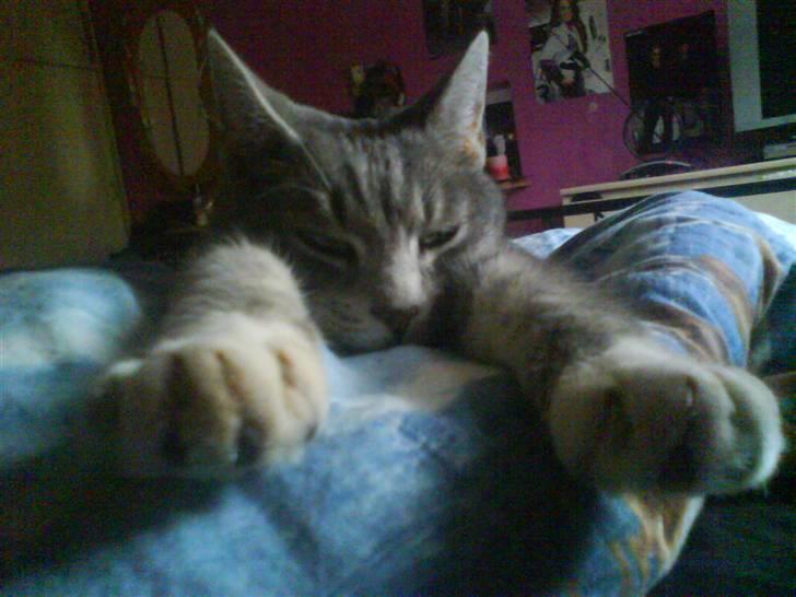 Huskat Mispigen billede 3