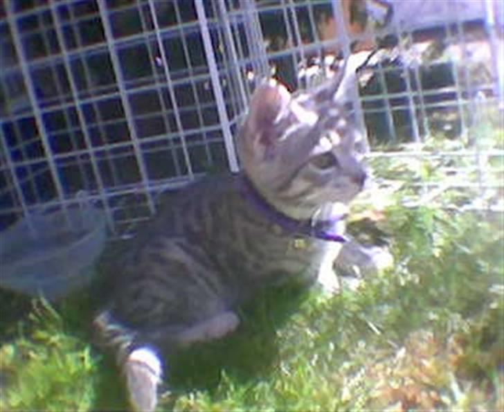 Huskat Mispigen billede 4