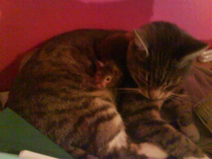 Huskat Mispigen billede 5