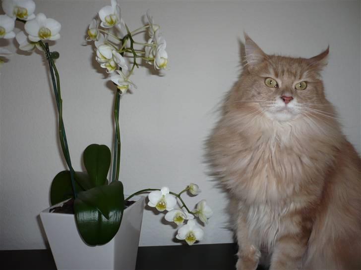 Maine Coon Soldalens Sille billede 6