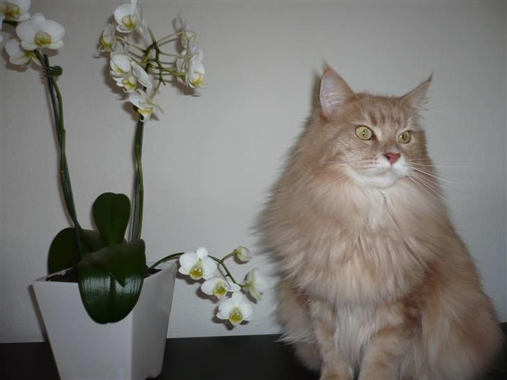 Maine Coon Soldalens Sille billede 7