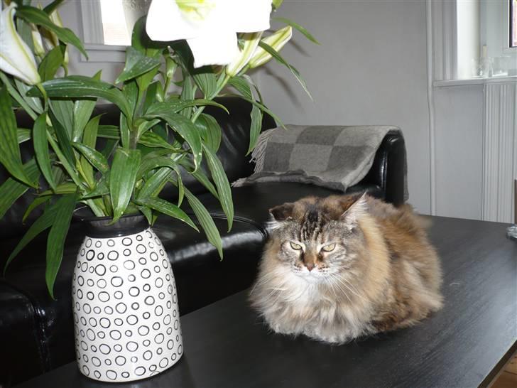 Maine Coon Udklittens Hermione billede 11
