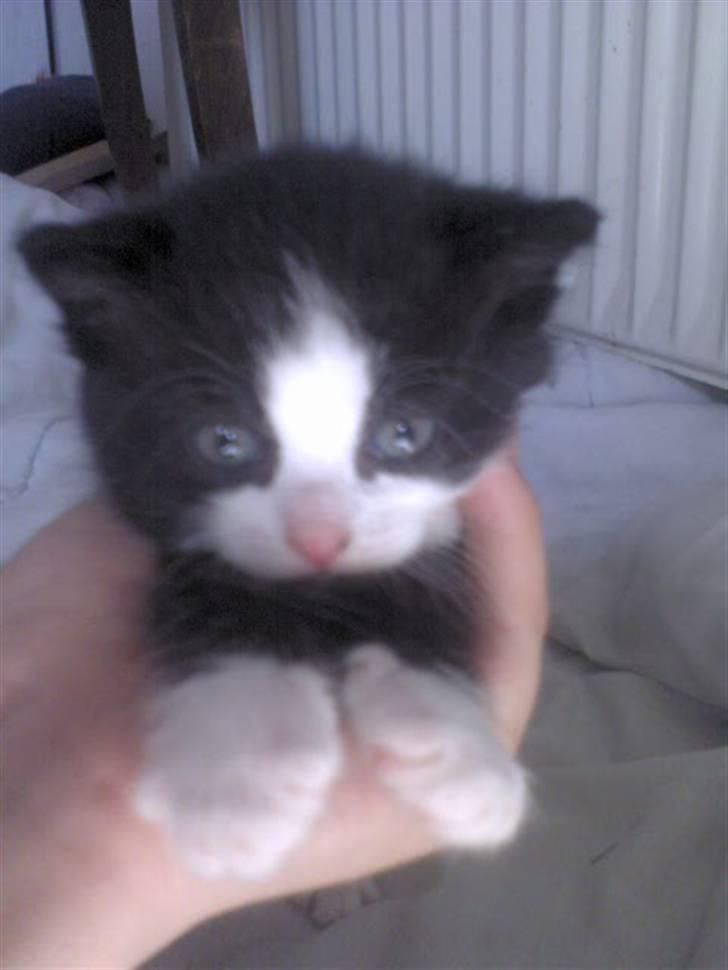 Blanding af racer Slacker billede 1