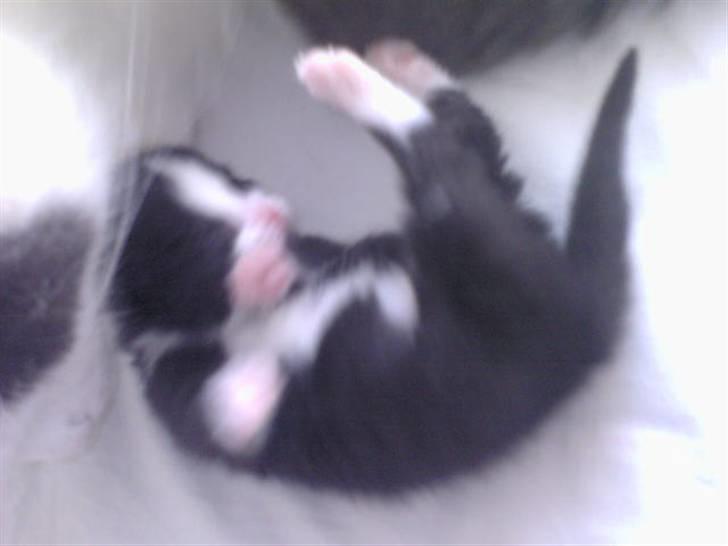 Blanding af racer Slacker billede 2