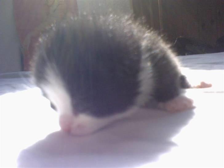 Blanding af racer Slacker billede 3