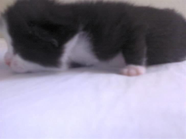 Blanding af racer Slacker billede 4