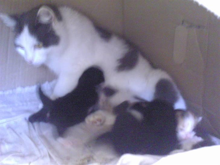 Blanding af racer Slacker billede 5