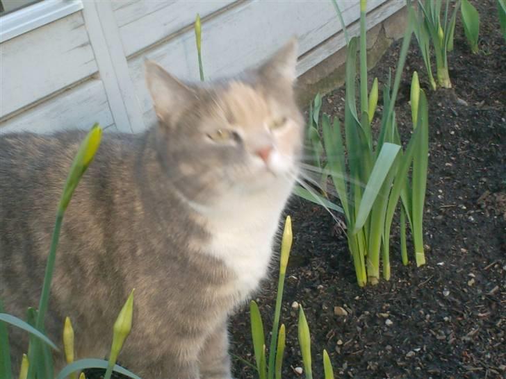 Blanding af racer Stine billede 15