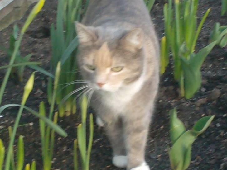 Blanding af racer Stine billede 16