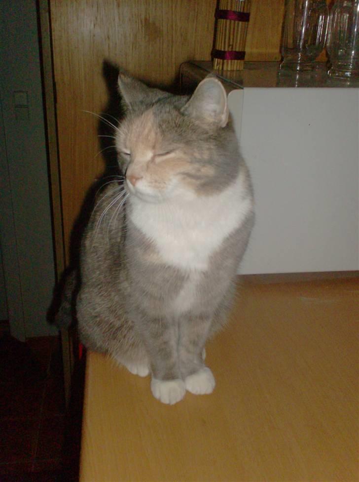 Blanding af racer Stine billede 17