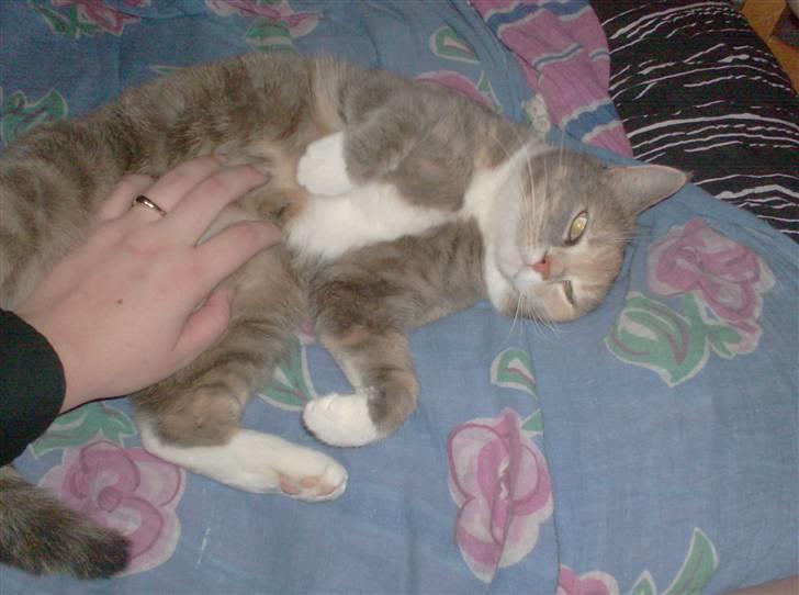 Blanding af racer Stine billede 18