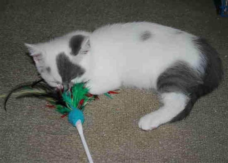 British Shorthair Mushu - Mushhu 9 uger gammel billede 3
