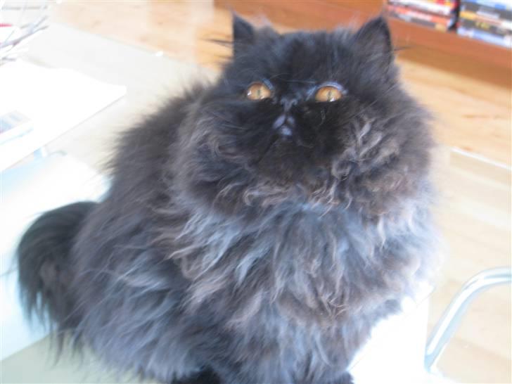 Perser Balou Bubbi (død) billede 4