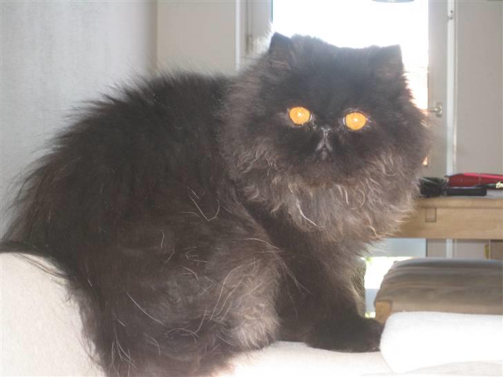 Perser Balou Bubbi (død) billede 5