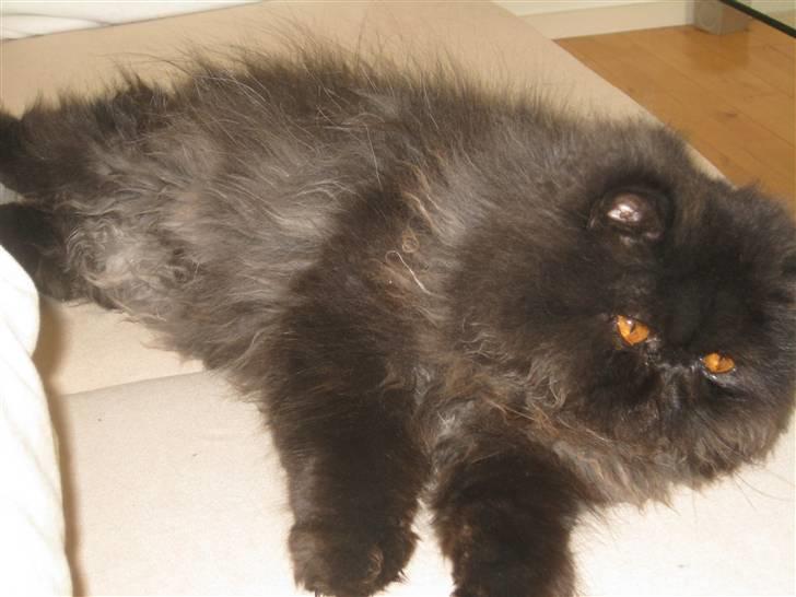 Perser Balou Bubbi (død) billede 6