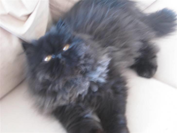 Perser Balou Bubbi (død) billede 7