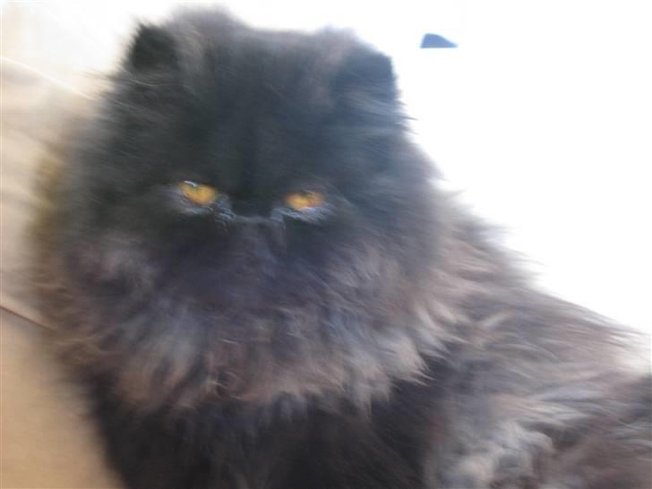 Perser Balou Bubbi (død) billede 8