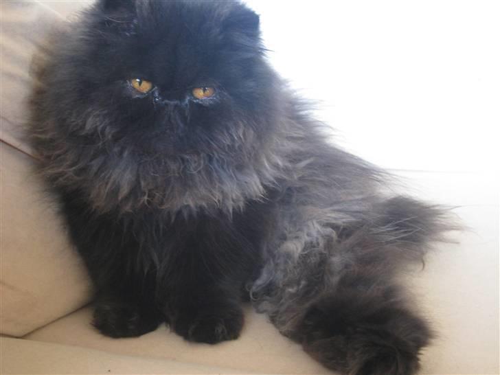 Perser Balou Bubbi (død) billede 9