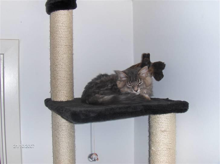 Blanding af racer Chili :D (R.I.P) billede 7