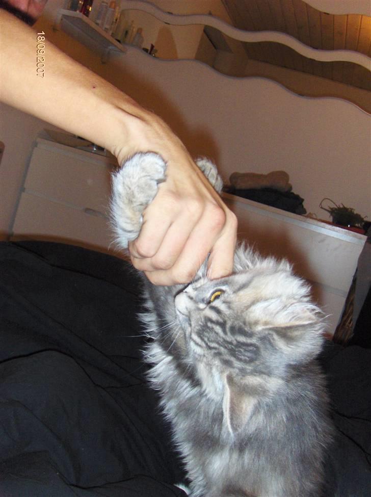 Blanding af racer Chili :D (R.I.P) billede 8