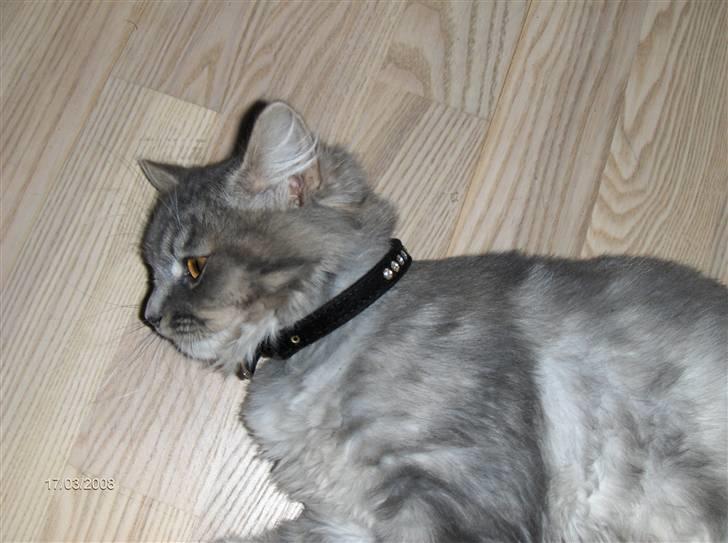 Blanding af racer Chili :D (R.I.P) billede 9