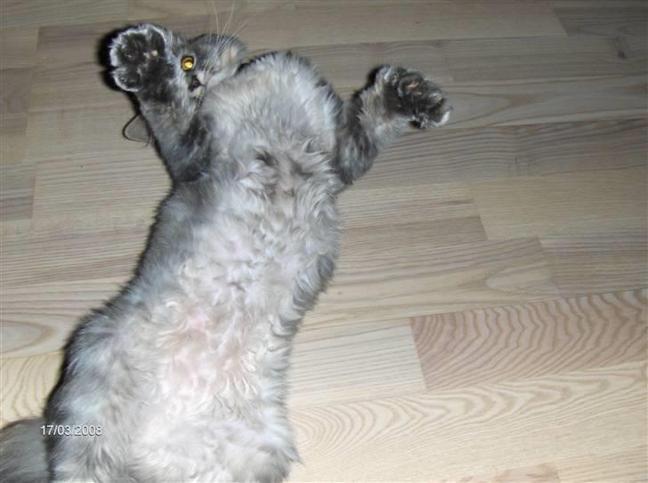 Blanding af racer Chili :D (R.I.P) billede 10