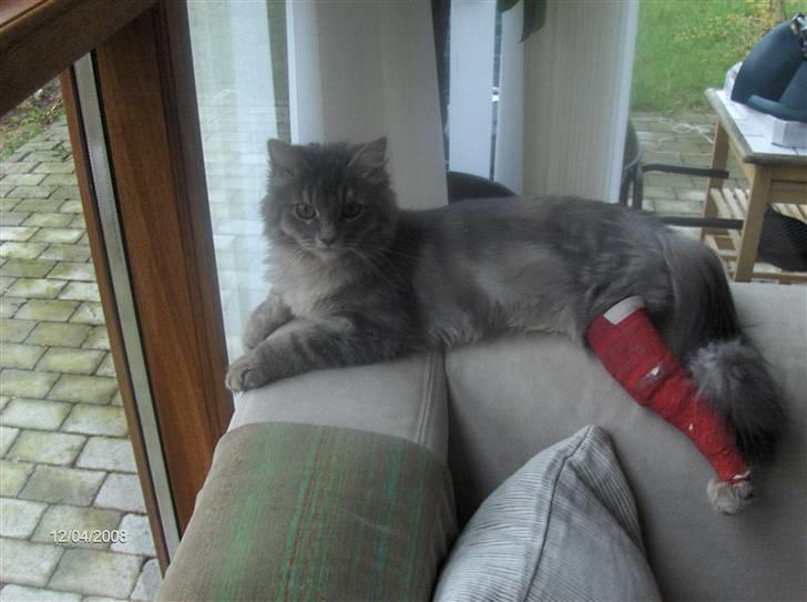 Blanding af racer Chili :D (R.I.P) billede 11