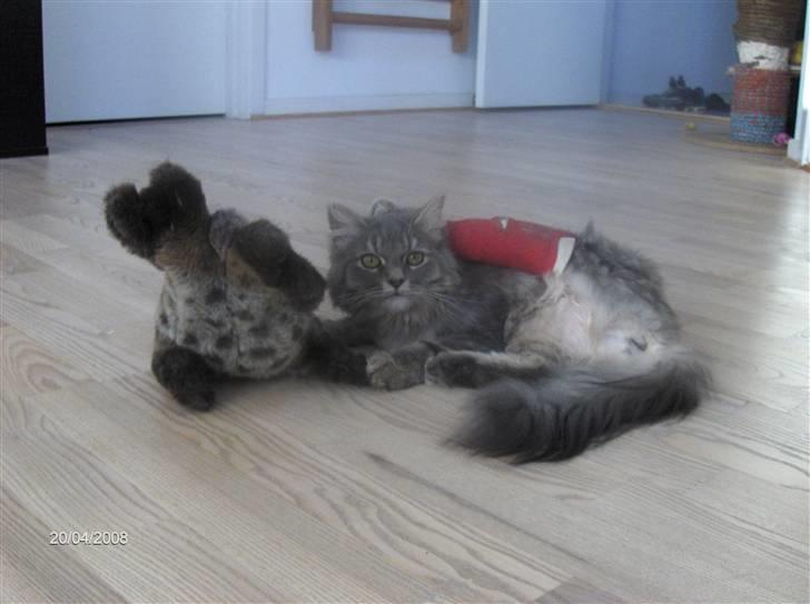 Blanding af racer Chili :D (R.I.P) billede 12