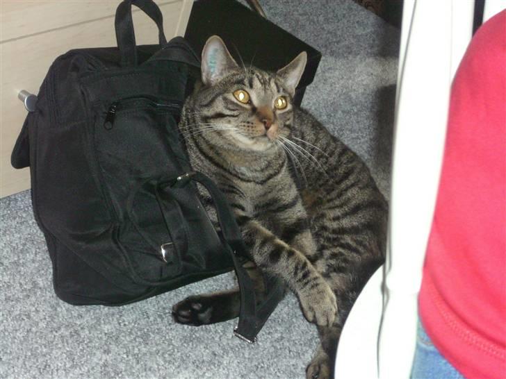 Blanding af racer Balder - Denne her taske skal lugte af mig!! billede 14