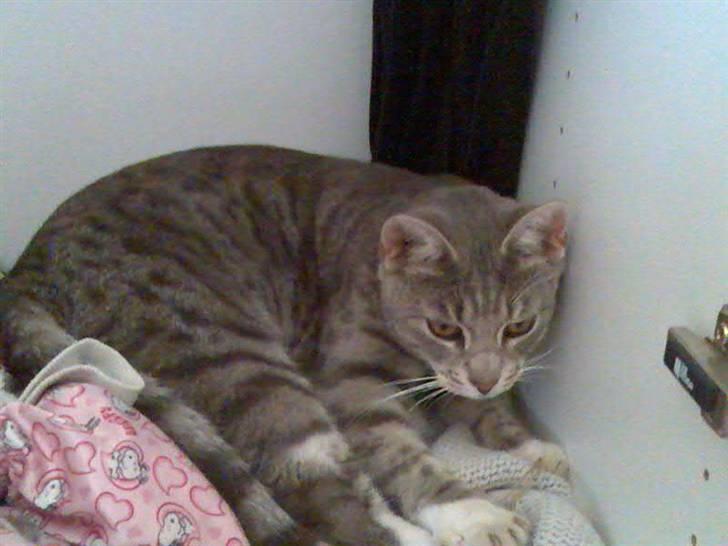 Huskat Mispigen billede 6