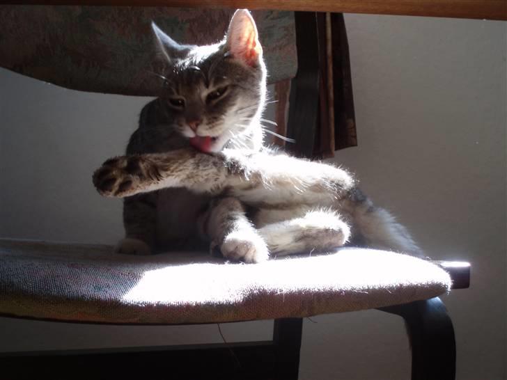 Huskat Mispigen billede 8