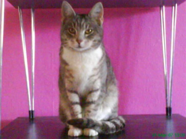 Huskat Mispigen billede 9