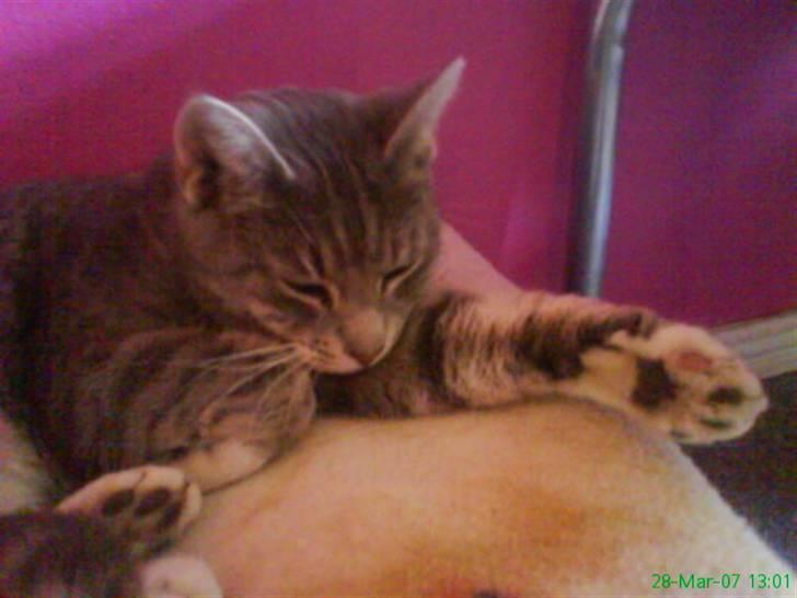 Huskat Mispigen billede 10