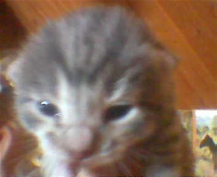 Huskat Mispigen billede 11