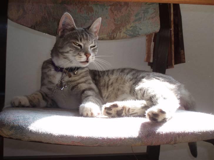 Huskat Mispigen billede 12