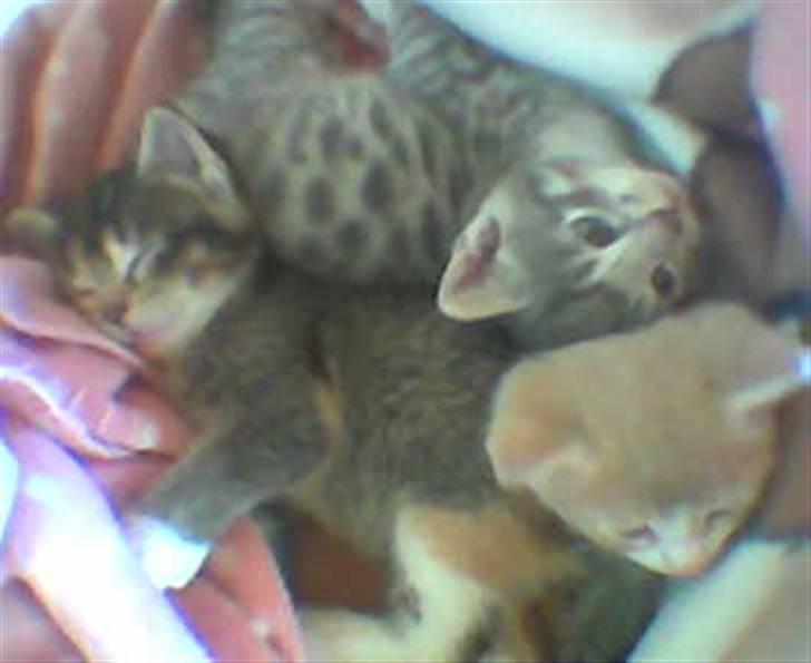 Huskat Mispigen - mispigen, buster og sofy (: billede 13