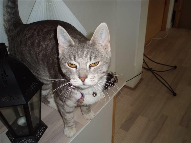 Huskat Mispigen billede 14