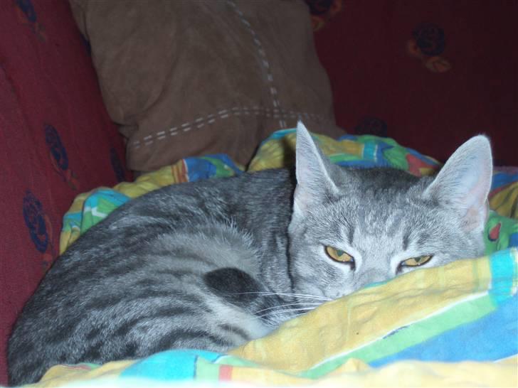 Huskat Mispigen billede 15