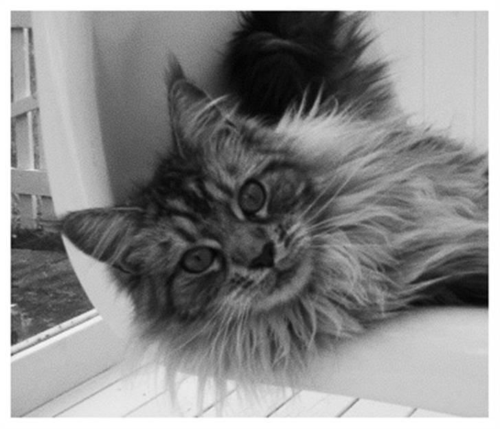 Maine Coon Emma billede 1