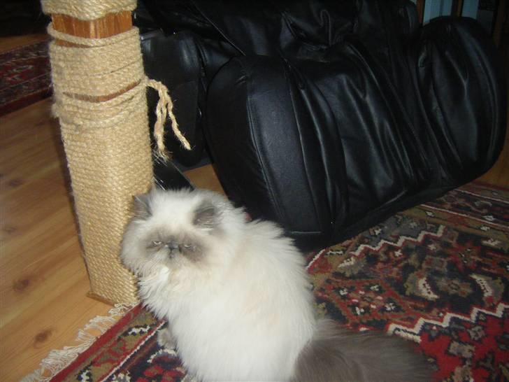 Colorpoint Cha-mamitosu Cleopratra (RIP) billede 9