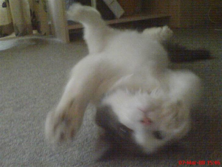 Blanding af racer Klunte Kragsig Nielsen - det der billede tog far a mig mens vi legede (: billede 14