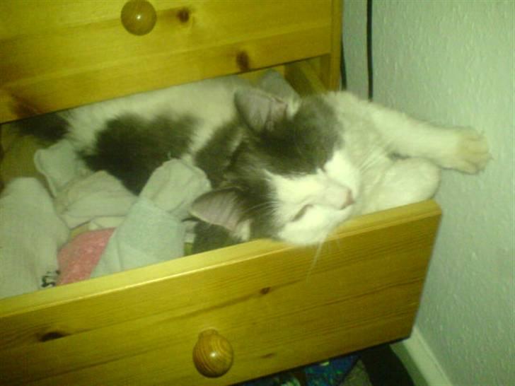 Blanding af racer Klunte Kragsig Nielsen - Sove sove billede 15