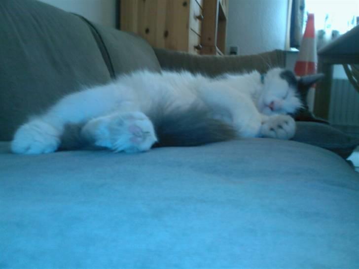 Blanding af racer Klunte Kragsig Nielsen - hvorfor skal de altid tage billeder a mig når jeg sover ? billede 16