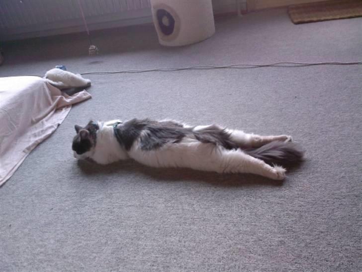 Blanding af racer Klunte Kragsig Nielsen - Jaah jeg føler mig da bar afslappet på den måde der billede 17