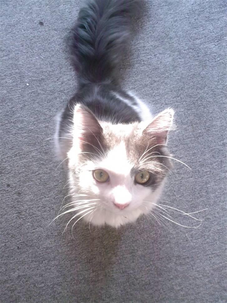 Blanding af racer Klunte Kragsig Nielsen - Det er dejligt med sol i nakken (: billede 18